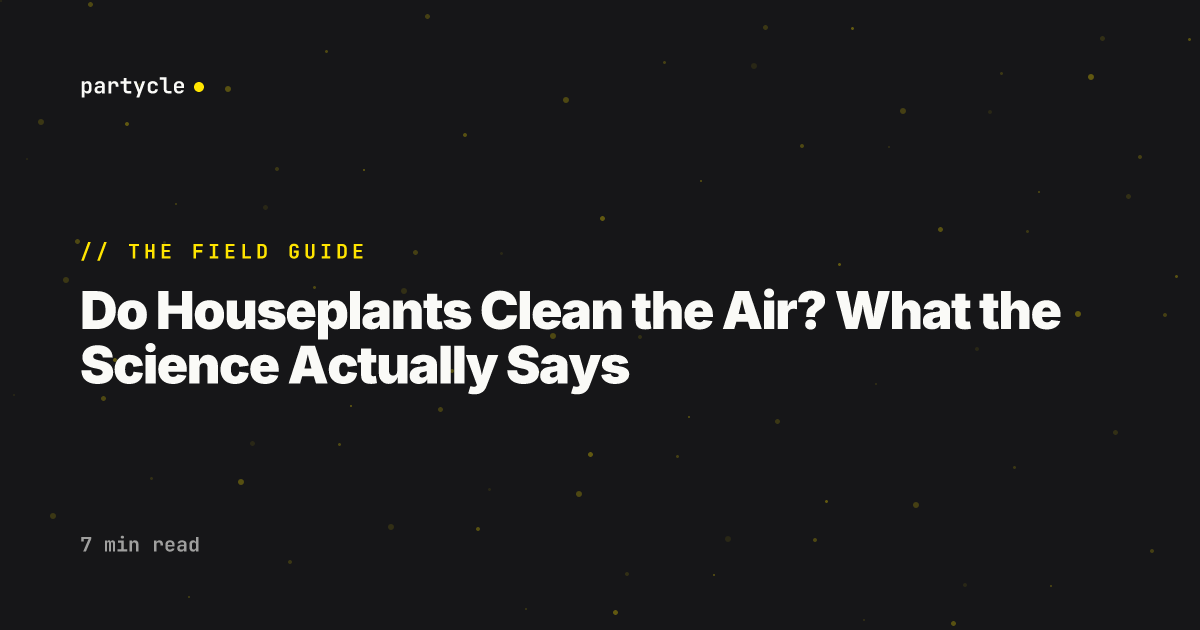 Do Houseplants Clean the Air? What the Science Actually Says